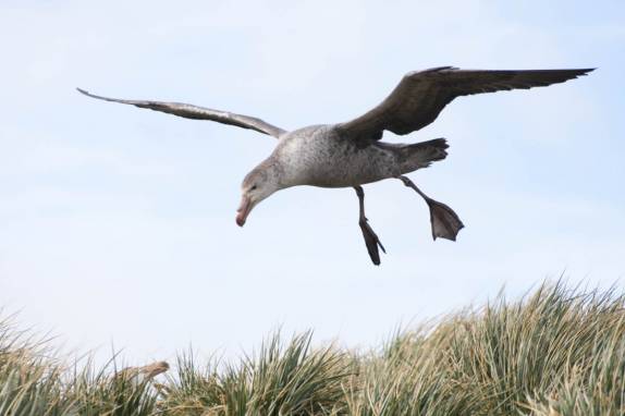 Um Southern Royal Albatross pratica a técnica de voo em Prion Island, na Geórgia do Sul